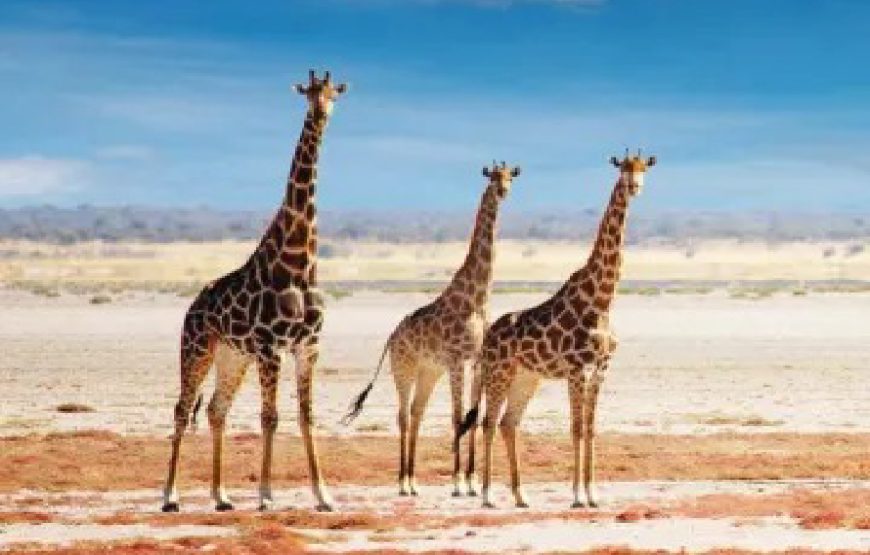 The Wild African Safari Tour Package