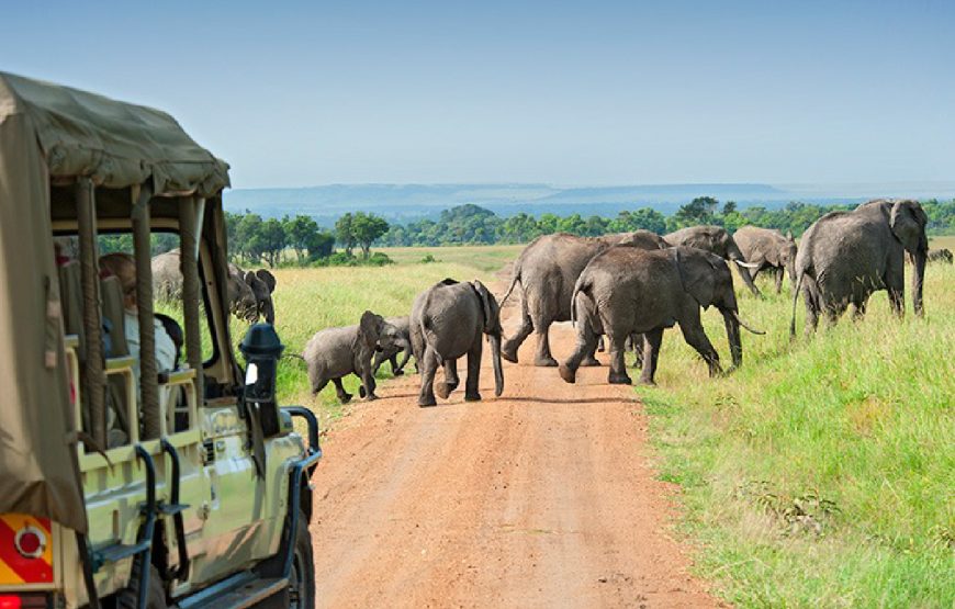 Kenya safari Tour Package