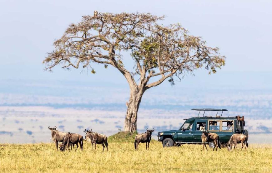 Kenya safari Tour Package